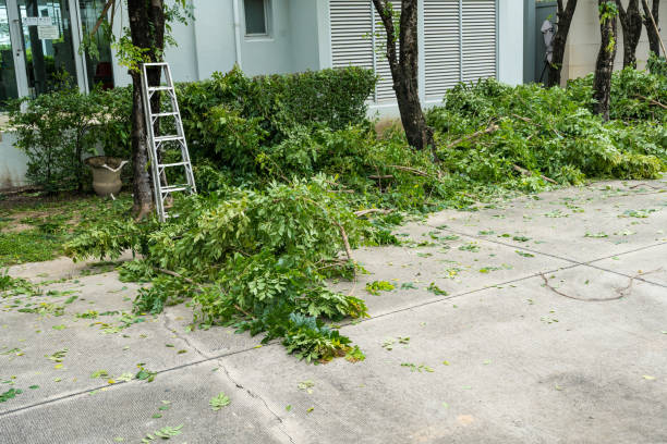 Best Tree Trimming and Pruning  in Tye, TX